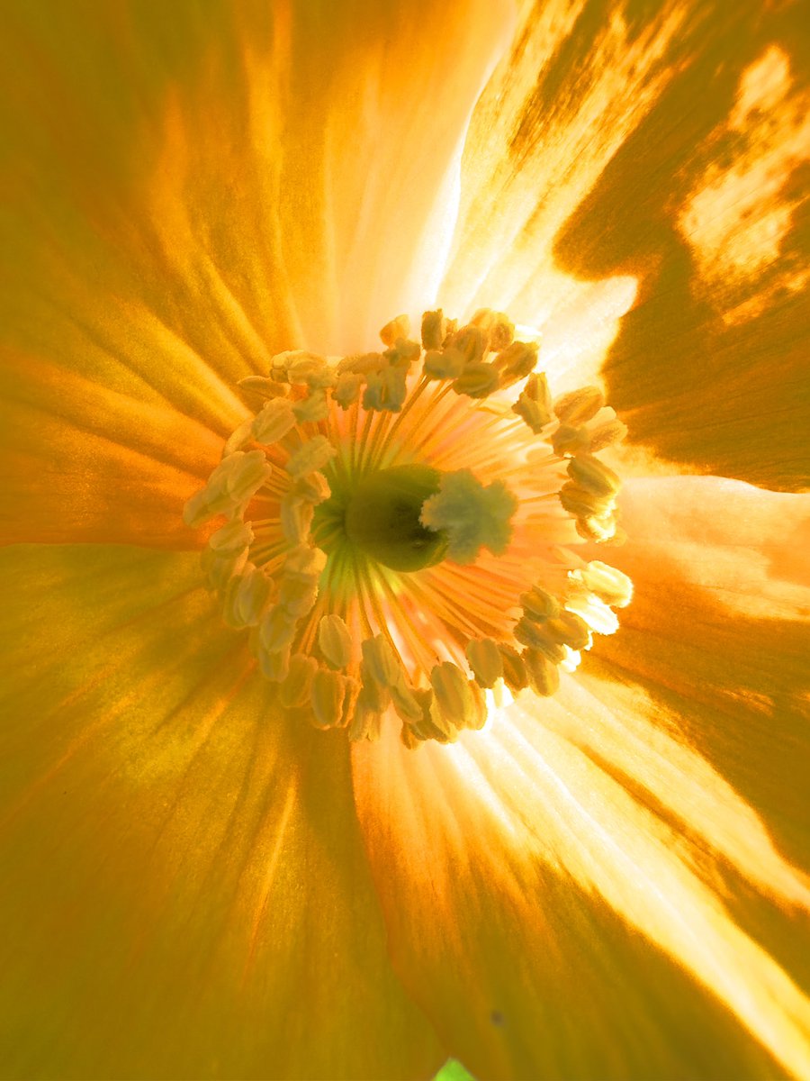 @Sam_Alexandra23 Sunlight through a poppy 🌷📸