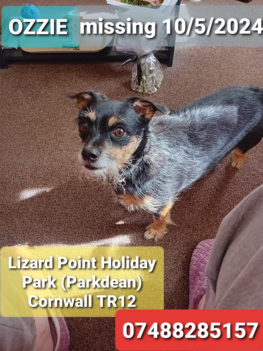 🐕 OZZIE escaped from his owners car on arrival at the Lizard Point Holiday Park,(Parkdean) near Mullion, #Cornwall #TR12 on 10 May 2024 He is very nervous. DO NOT CHASE OR CALL, RING OWNER ASAP He is wearing collar with tag & is chipped & neutered.  doglost.co.uk/dog-blog.php?d…