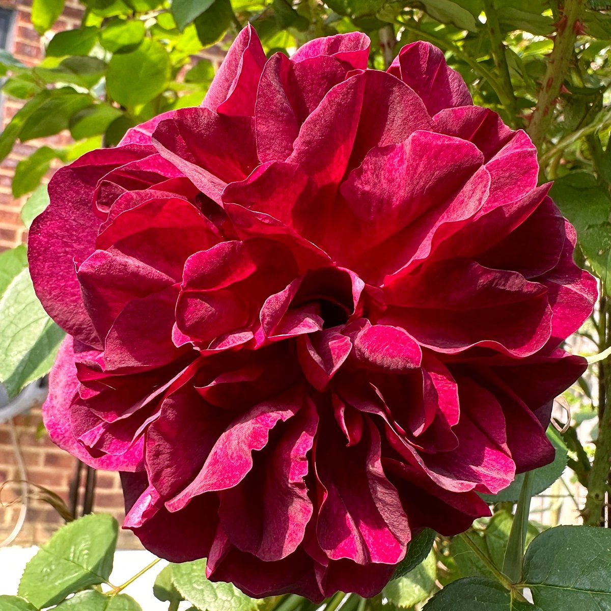 A little bit of sun & magic happens ☀️Rose Munstead Wood, first bloom of the year 🌹❤️#Flowers #Gardening #Roses