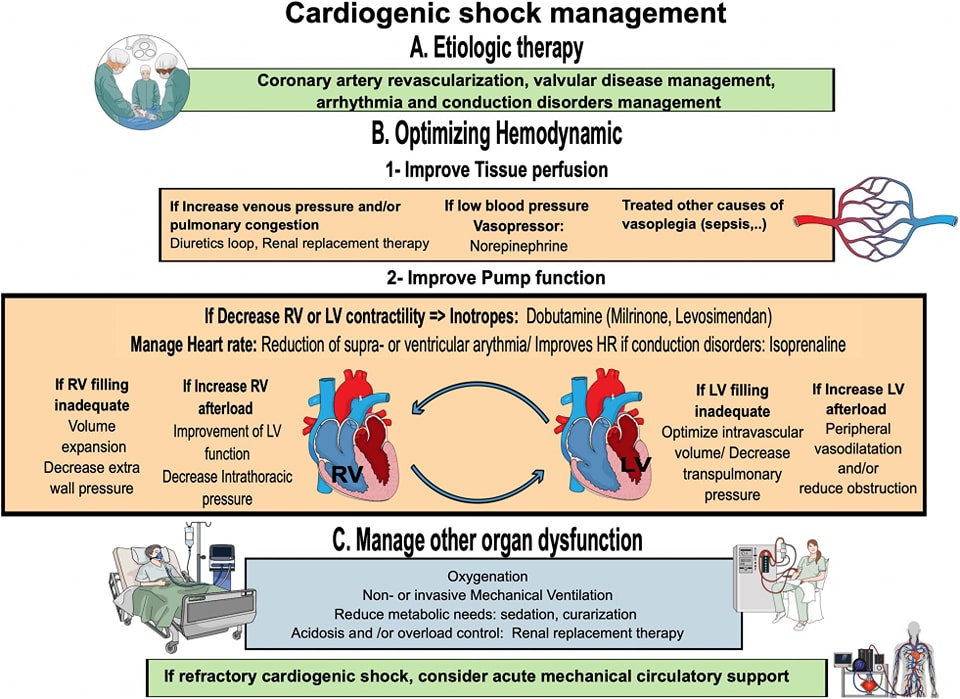 🔴 Management of cardiogenic shock: a narrative #2024review #openaccess 

annalsofintensivecare.springeropen.com/articles/10.11…
 #cardiology #CardioEd #medtwitter #meded #Cardiology #CardioTwitter #cardiotwiteros #diagnosis #clinical #Arrhythmia #Inherited #MedX #cardiovascular #MedTwitter #medical #medEd