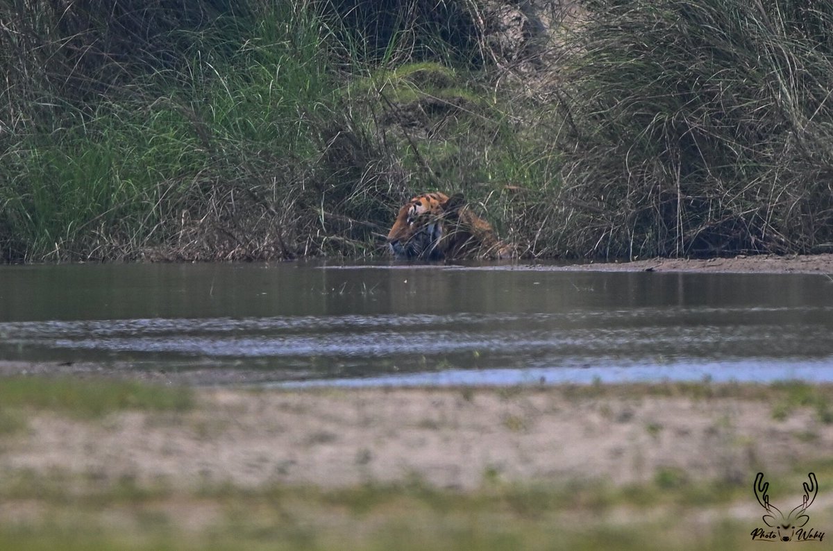 Royal Bengal Tiger  (पाटे बाघ) 
Location: Bardiya National Park
.
.
.
.
.

#NaturePhotography
#WildlifeWednesday
#nepal 
#NatureLovers
#WildlifeAddicts
#WildlifePerfection
#WildlifeInFocus
#NatureBrilliance
#WildlifePlanet
#WildlifeEncounters
#beauty 
#tiger
