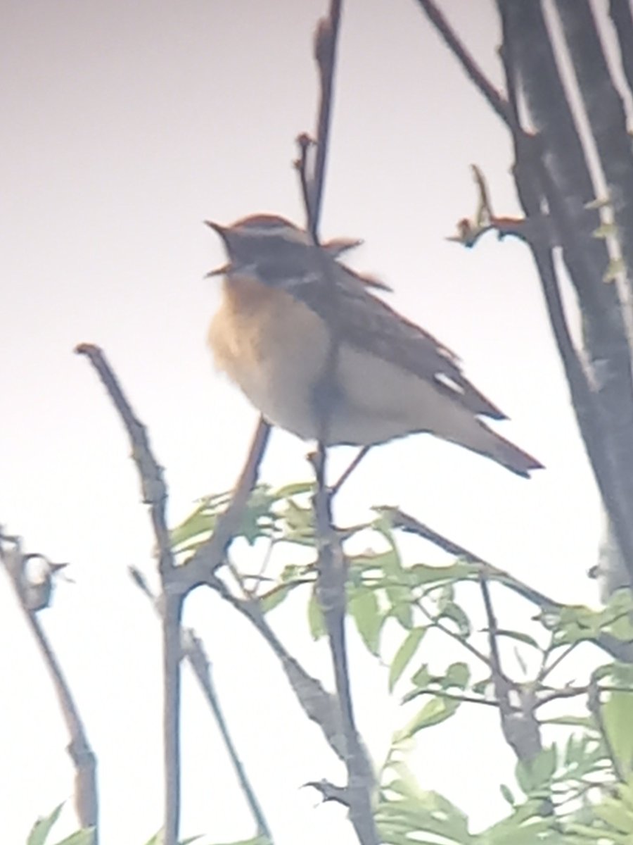 Dawn visit to a misty World's End. Immediately saw the Black Grouse lek. Plenty of Whinchats around. Heard Cuckoos. Pied Flycatchers and Wood Warbler in the oak woods. Redstart seen. Nice views of Grey Wagtail. Great trip!