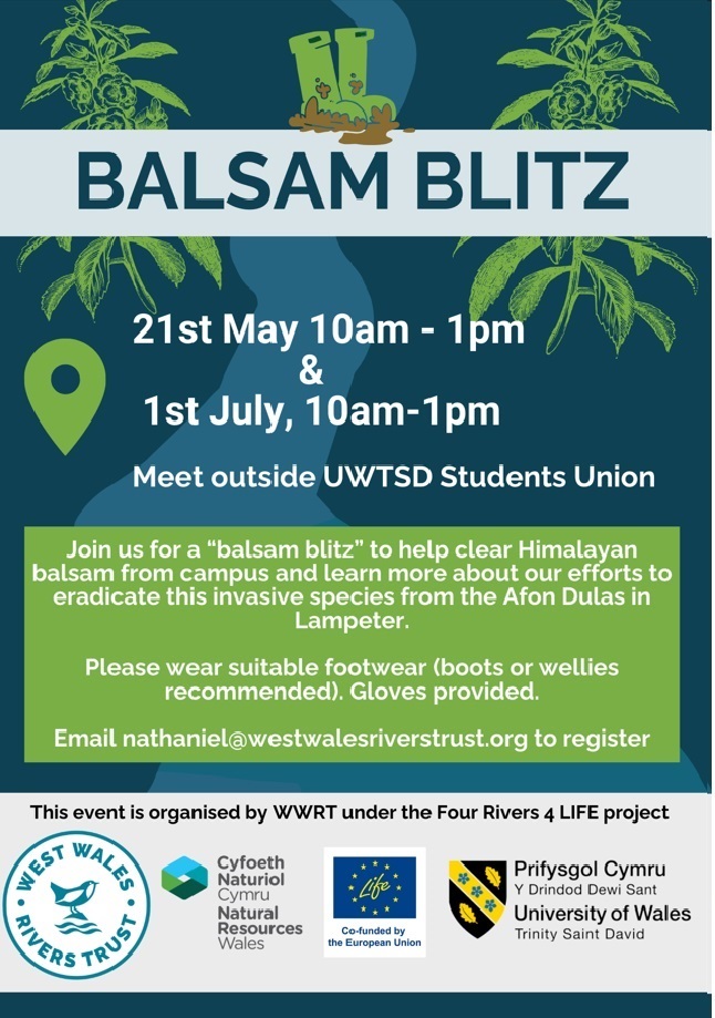 Volunteering opportunities in Ceredigion! The first of the Himalayan balsam pulling volunteer days on the River Dulas, Lampeter at @UWTSD.