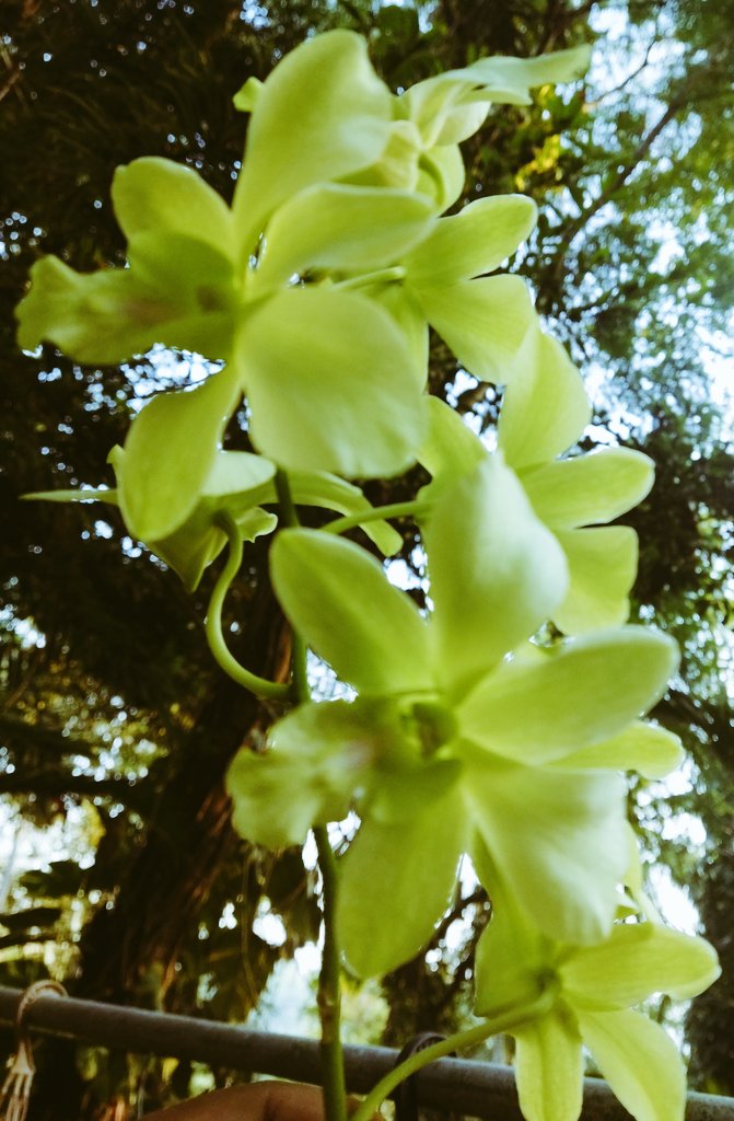 Dendrobium Gibsonii Orchids
#FloraAndFauna-#DayByDay