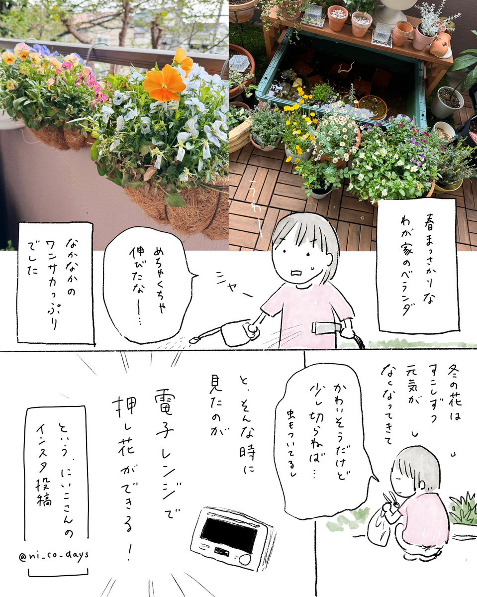 レンチンで押し花ができる!というのをやってみたら楽しかった〜!という日記。 