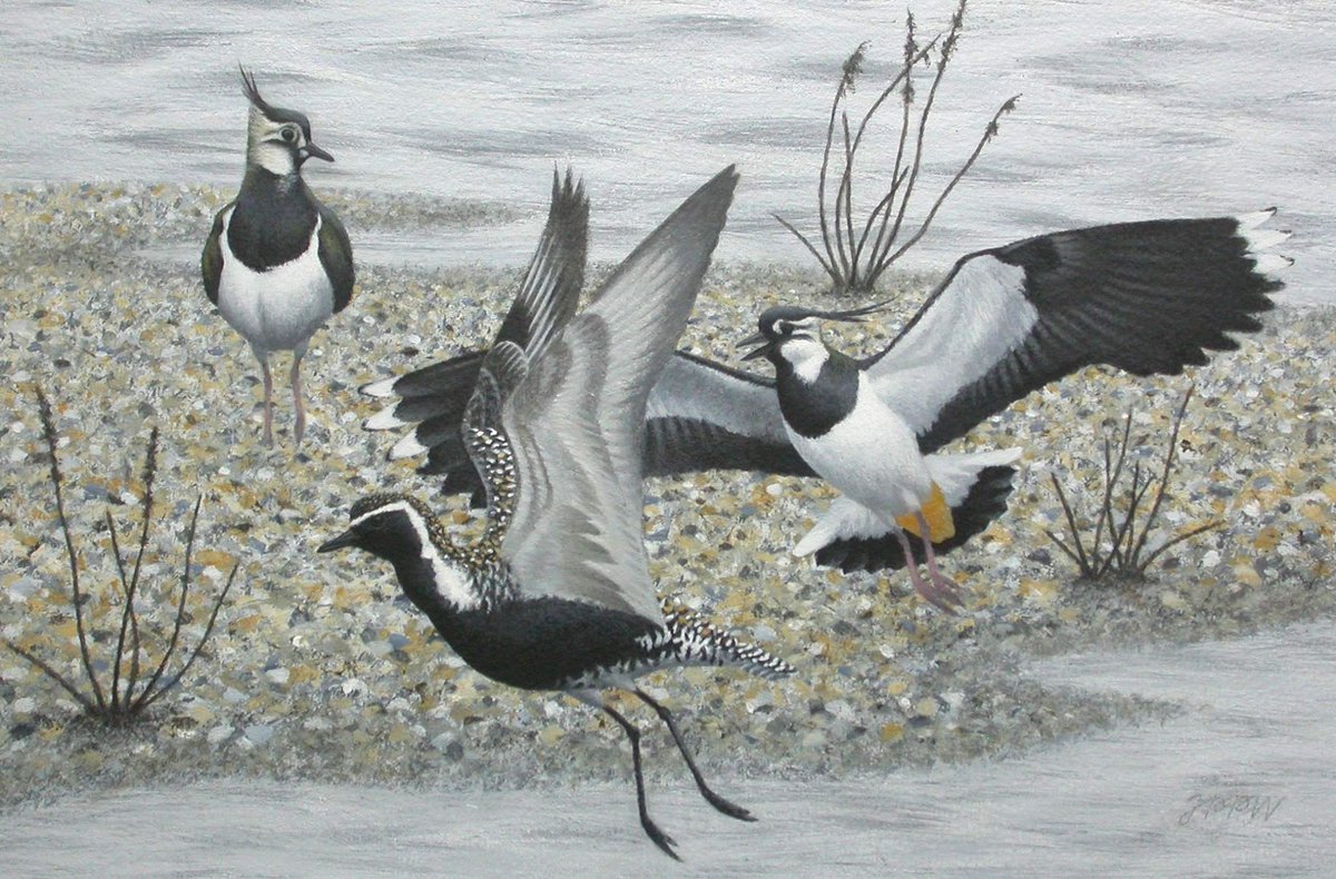 ‘Pacific Golden Plover & Lapwings’ acrylic, 35 x 25 cms. The Pacific Golden Plover is a rare bird in the U.K. Here, one is shown in its resplendent summer plumage being chased by a territorial male Lapwing.
