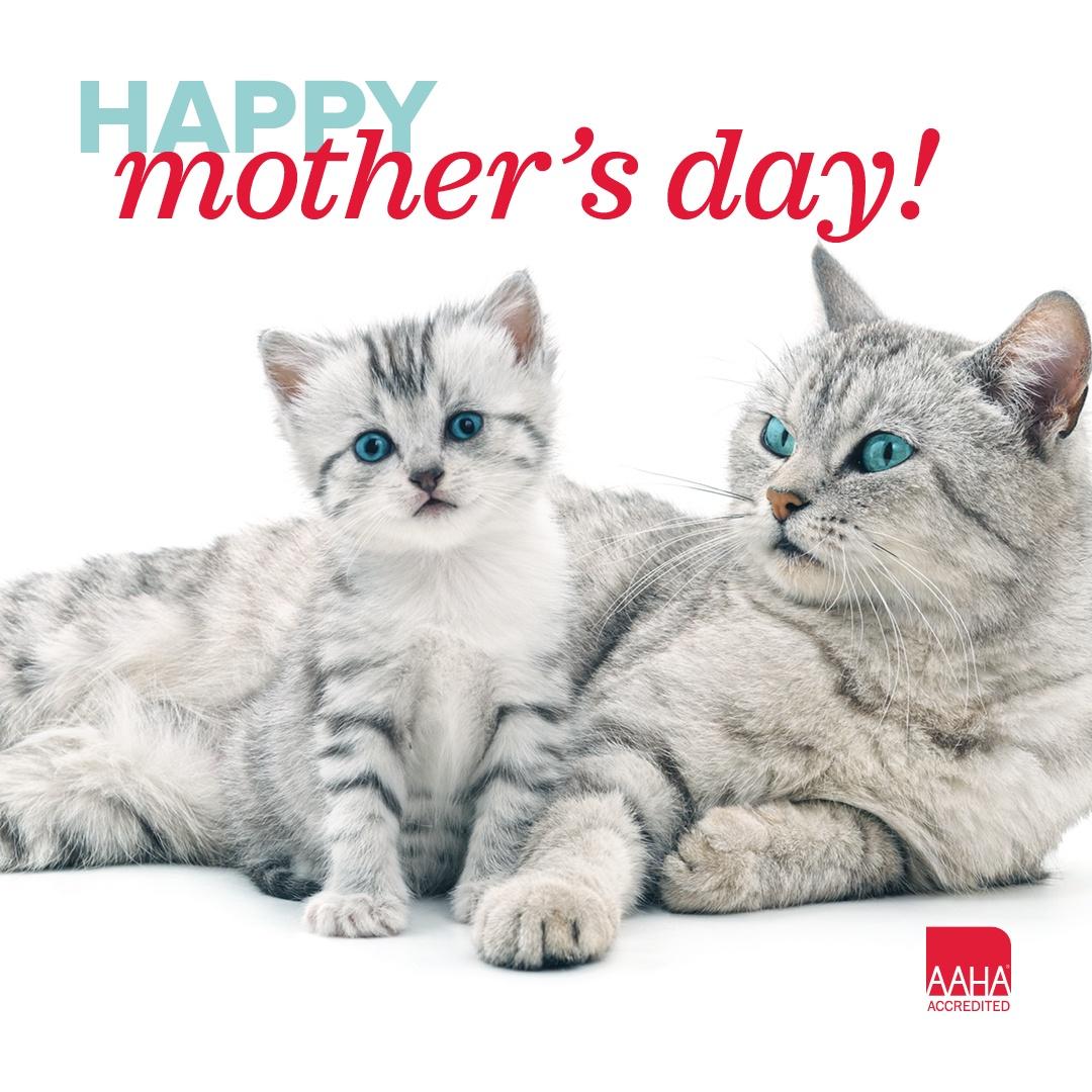 Happy Mother's Day! 💖

#MothersDay #MothersDayLove #MomAppreciation #CelebrateMom #ThankYouMom #HappyMothersDay #AnimalMedicalCenter #SurpriseAZ #veterinarymedicine #veterinarian