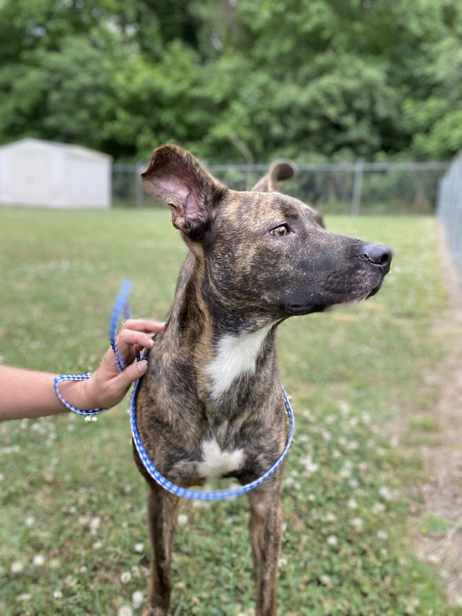 🐶 BUDDY 🆘 #37634
#RockyMount #NorthCarolina
1yo 32lbs #StrayDog intake
Sweet, friendly, 👍🏼w/other🐕s
✨A best buddy for #MothersDay💝 
#AdoptDontShop $45 🏡♥️
‼️Needs a 🎟️ OUT Mon 5/13‼️
Please pledge for rescue 🙏🏽
#RescueMe #FostersSaveLives
📧 jujubee46@gmail.com for ✈️🚗/ℹ️