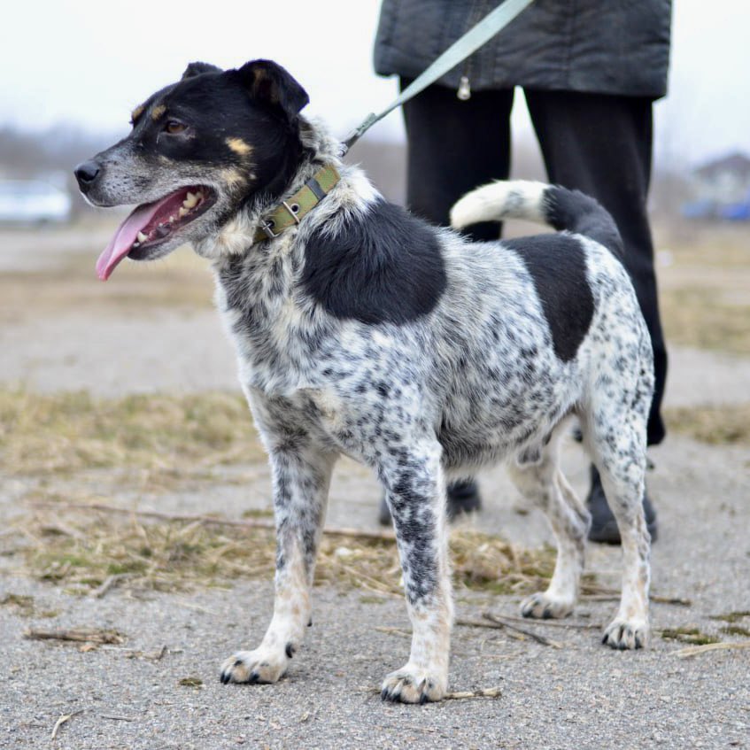 Thanks to you, animals find their happiness! 🥰 💫 Two dogs that we took from the shelter in Pidlyssia and handed over to the Sumy Animal Protection Society, found their forever homes 🤩 Thank you for supporting our mission! Thanks to this, so many stories have a happy ending 🤗