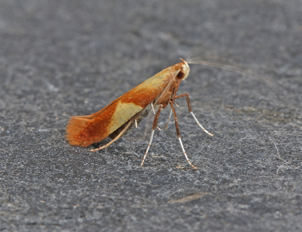 New for 24 Caloptilia alchimiella/robustella, 3 Eupoecilia angustana, Epiblema scutulana, 2 Pebble Hook-tip, Common White Wave, 2 Small Seraphim, 4 Broken-barred Carpet, Flame Carpet, 2 Mottled Pug, Grey Pug, Sharp-angled Peacock, Small Square-spot, 2 Knotgrass, Small Angle Shade