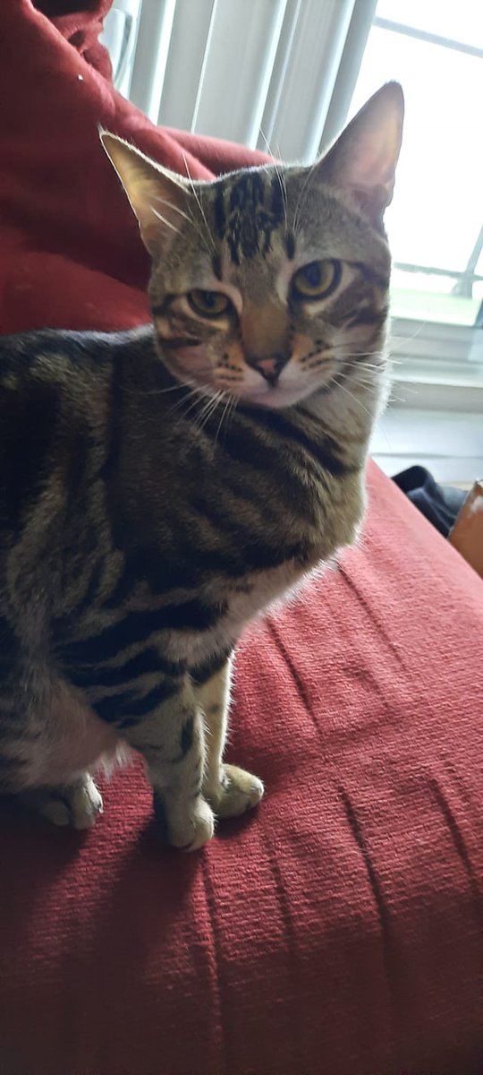 BACK HOME! Calvin, a young brown tabby short hair male cat, returned home on his own May 12. He went missing in the Dufferin St area near downtown on May 10. Thx for RT @Glawg @Sean_Maxwell @SaxChixPix @reg_warner @JanFromTheBruce