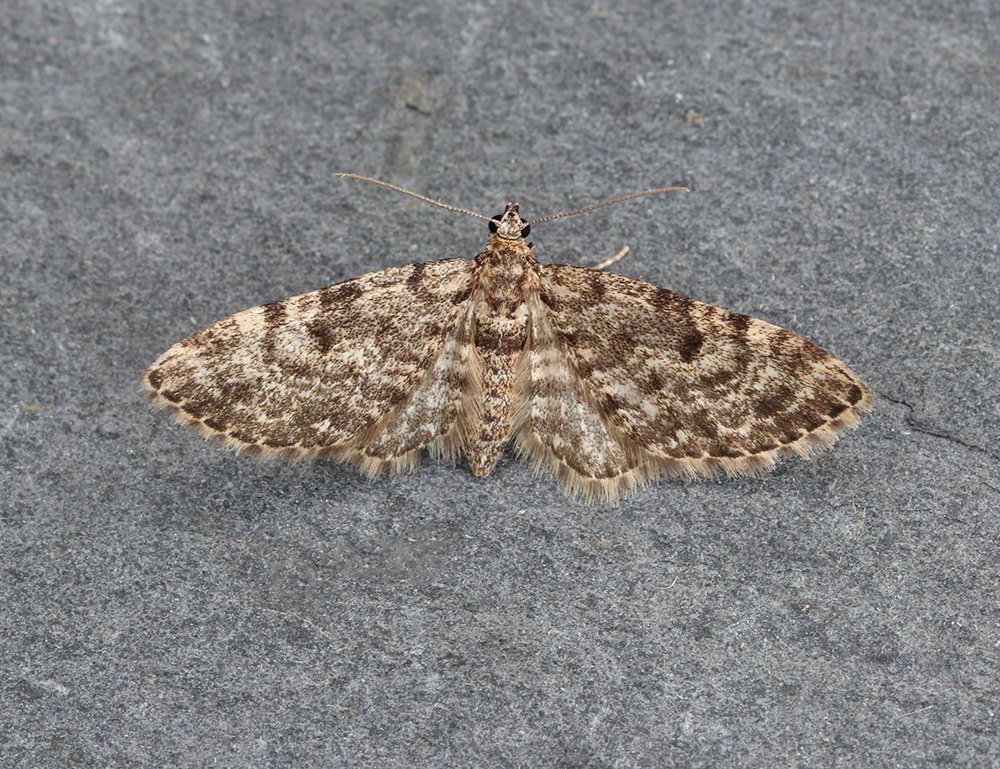 A very good night in St. Mellion, with 297 moths of 83 species recorded. Highlights were new for garden Lobesia reliquana (also a new 10km square for the species) and Dwarf Pug.
