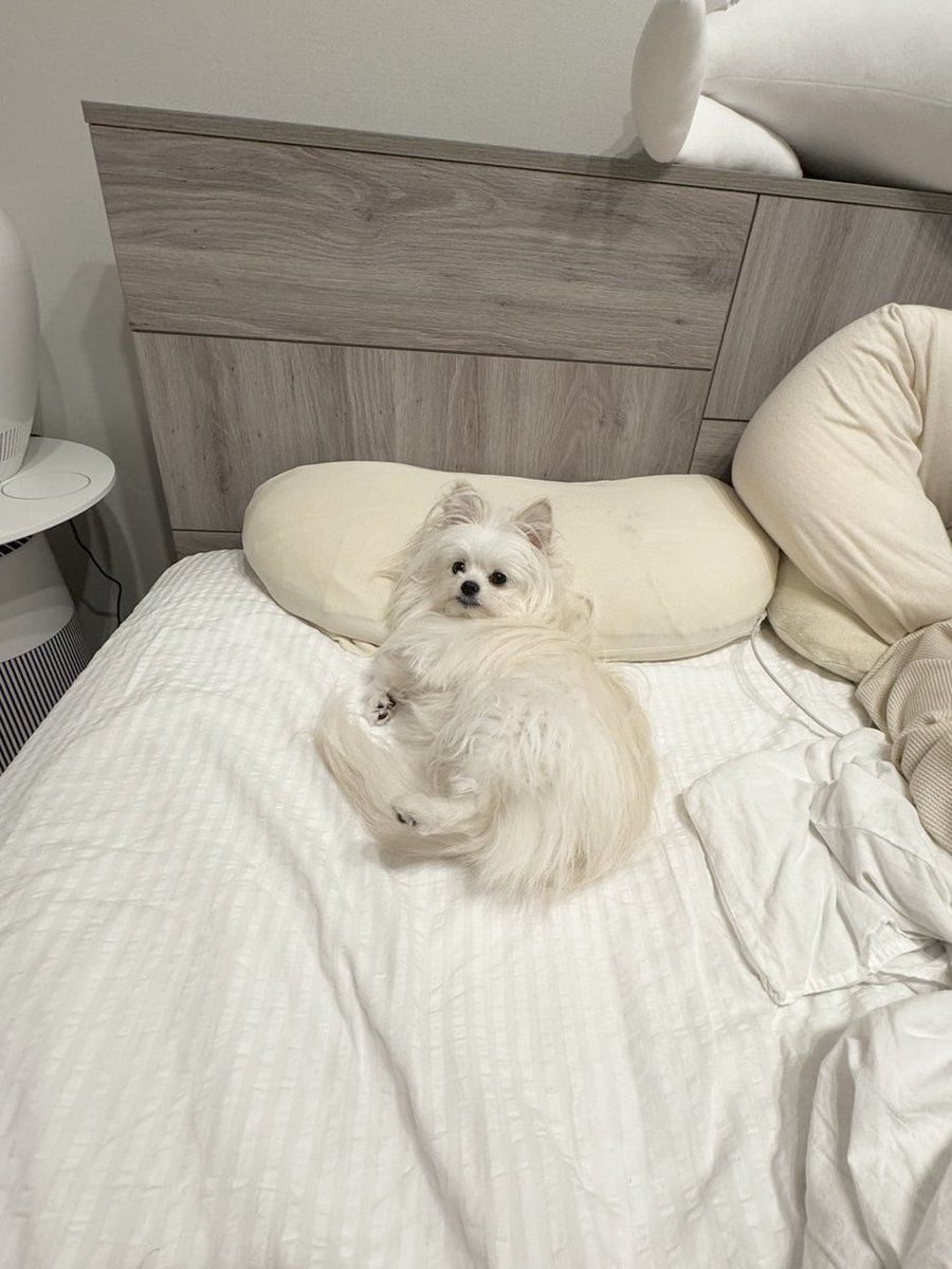 犬、どう考えても
枕の使い方を知ってるとしか思えない
