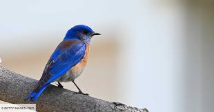 [OISEAUX] Une espèce d'oiseaux bleus jusqu'alors inconnue aux Etats-Unis photographiée pour la première fois geo.fr/animaux/une-es… #zoologie #biodiversité #nature #oiseau #Oregon #bleu #Monticole #merle_bleu