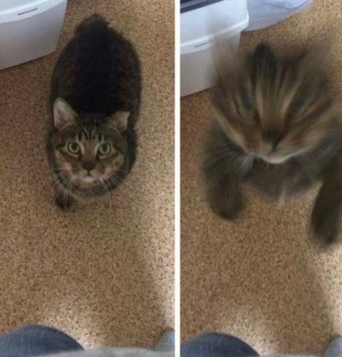 *headbutts you lovingly* <3