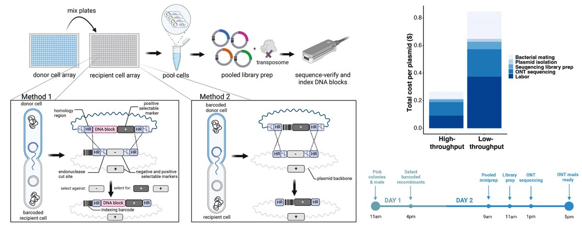 New paper in Nucleic Acids Research. We use in vivo barcoding to reduce the cost and hands-on time of library prep for Oxford Nanopore plasmid sequencing. academic.oup.com/nar/advance-ar…