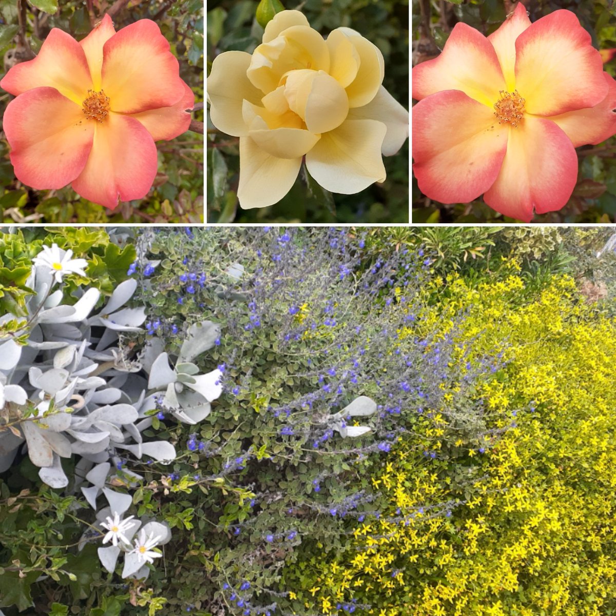 In my garden today. Playboy and Heidesommer roses and the lovely combination of Cotyledon, Salvia Marine Blue and Cineraria saxifraga. 💛🌼 #Sundayyellow #GardeningX #Flowers #FlowersOfTwitter #flowersmakeeverythingbetter #writerslife #aroseaday