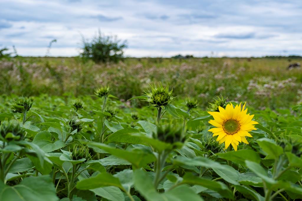 We hope you've managed to enjoy the #MagicOfWalking this #NationalWalkingMonth with some of our reserve trails!

Now roll on summer!

Sam Turley (RSPB images)