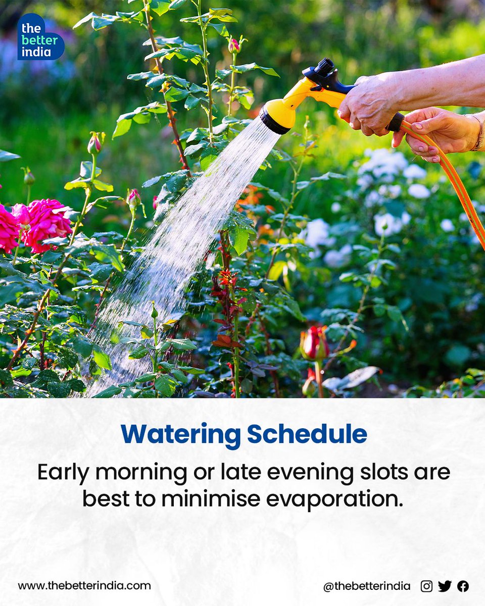 #Summer #Gardening #BeatTheHeat #GardeningTips #HomeGarden #SummerSurvival #heatwave

[Summers, Beat The Heat, Heatwave, Gardening Tips]
