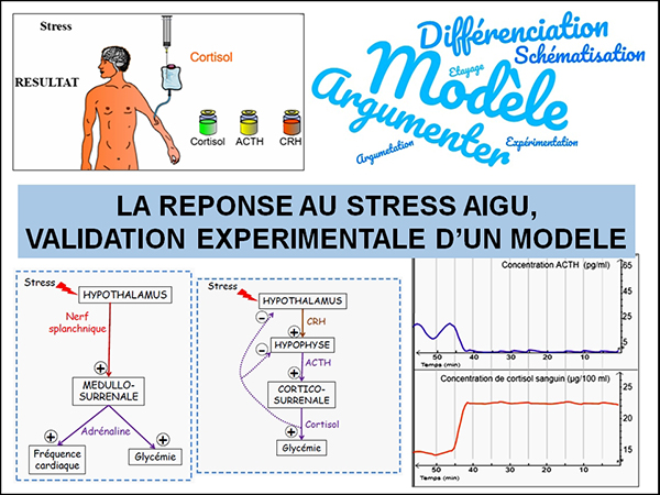 [#Edubase] La réponse au stress aigu, validation expérimentale d'un modèle par <a href="/AcAixMarseille/">Acad. Aix-Marseille</a> 
🔗edubase.eduscol.education.fr/fiche/22517