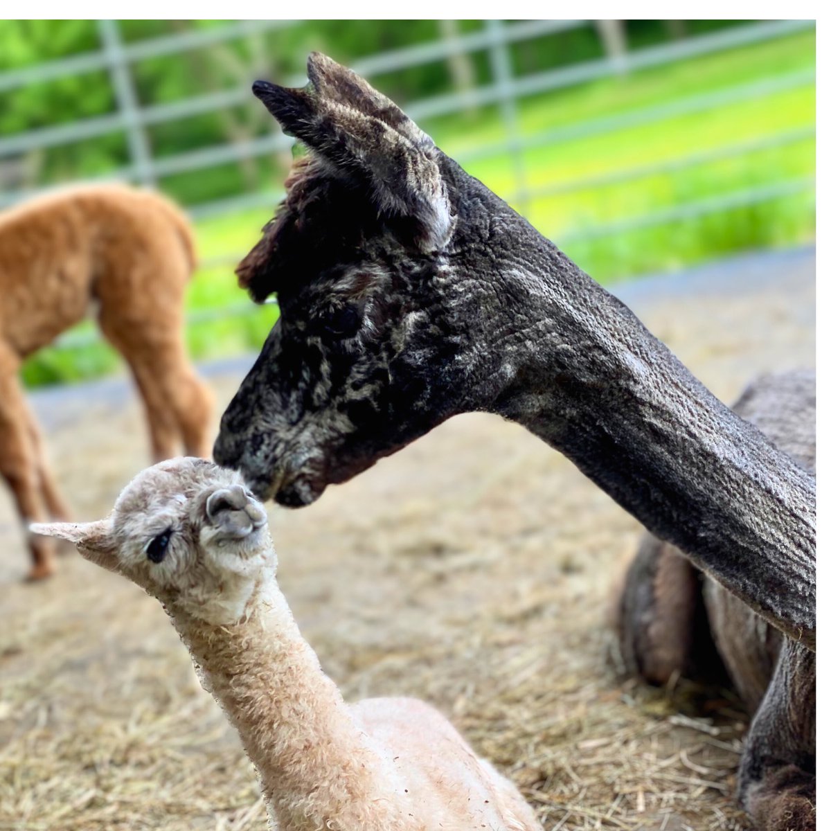 Happy Mother’s Day 🌸

#elderwoodfarms #alpaca #alpacas #cria #crias #alpacafarm #mothersday #mothersday2024 #happymothersday #momandbaby #mothersdayspecial #specialmoments #motherslove #cutebabyanimals #babyanimals #cuteanimals #alpacalove #alpacaworld #alpacalife #farmlife