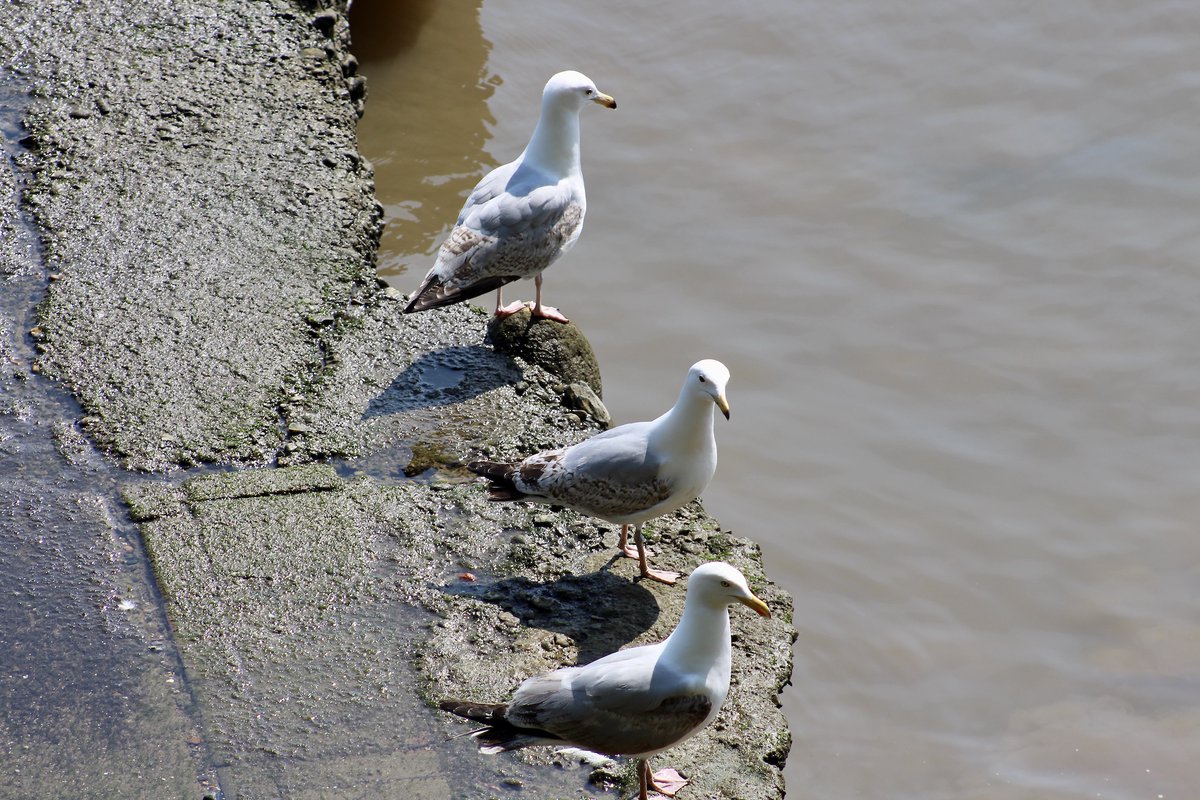 Three gulls...
