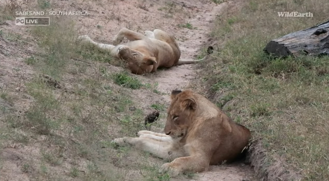 He is a thinker. Deep in thought, or just sleeping. Which one? #wildearth