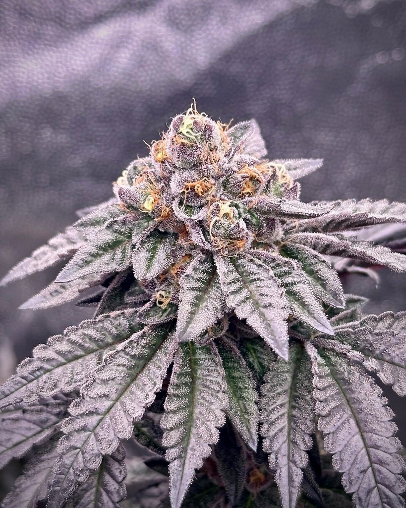 🌟🌿 Thriving under the Glow - take a look at these stunning results from @the_coastal_grower using the X420. 🌱 Grown with X420 @KindLEDGrowlights 🛒 Shop KIND: bit.ly/KINDLED _____________________⁠ #kindledgrowlights #growstrongindustries