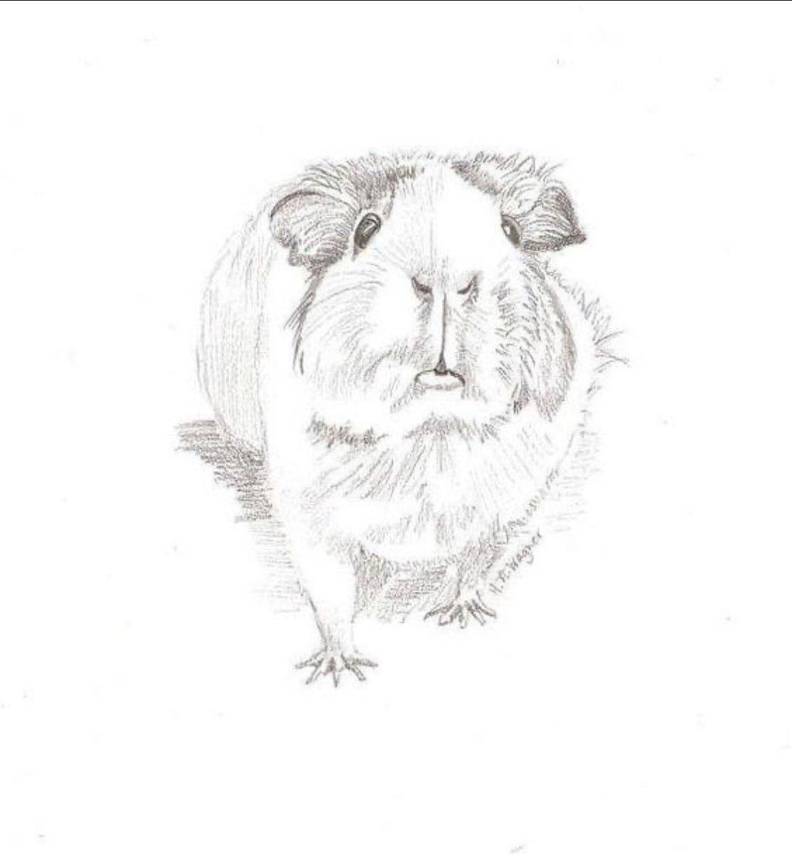 Ich übe zeichnen - Meerschweinchen/ Mäuse und Turnschuhe!