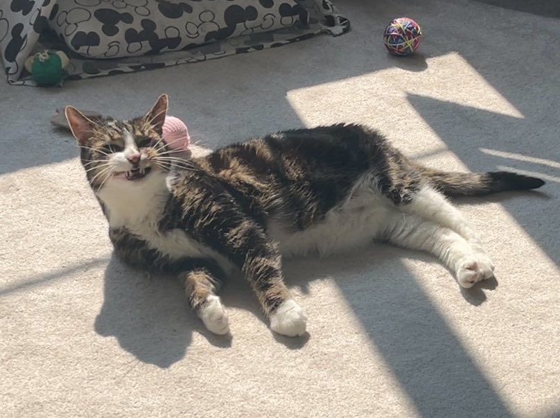 Sunshine & smiles in the long awaited sun puddle😸😸 #Cats #CatsOfTwitter #CatsOnTwitter #CatsOfX #CatsOnX #TabbyTroop