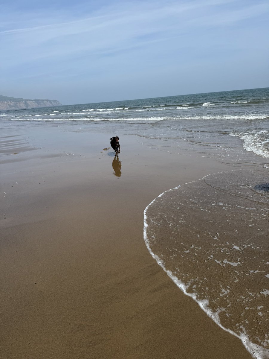 Beach dogs in their happy place this morning #woodysprocker #rolococker #beach #northyorkshirecoast