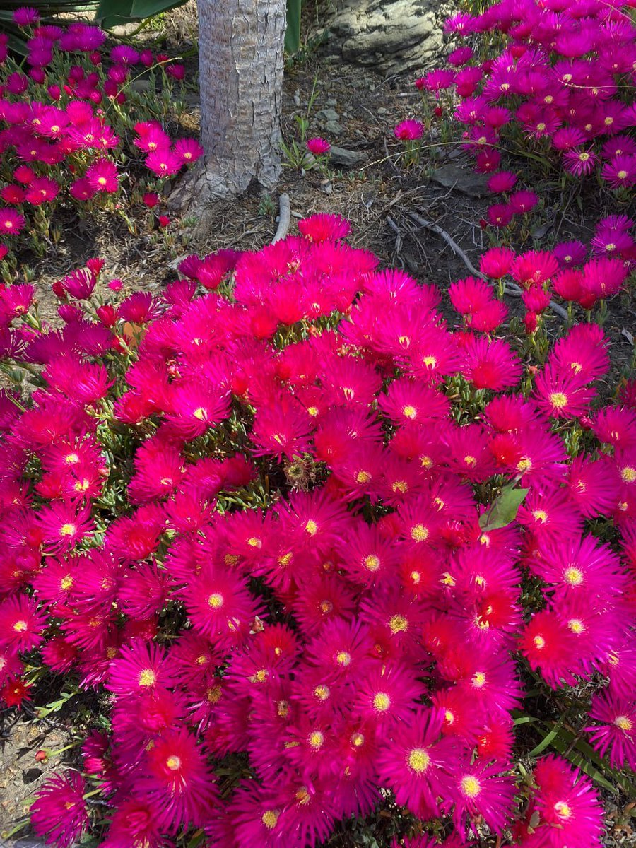 Robo734's tweet image. Good morning all my Friend in Twitter ( Waking up to see beautiful flowers, I shared with you all to see.) 🌞🌻🌹🌹🌷🌷