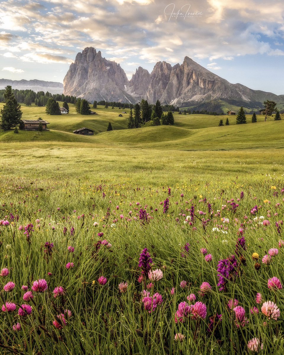 Mountains are the beginning and the end of all natural scenery. #hiking #italy #italia #dolomites #dolomiti #alps #alpedisiusi #sieseralm #southtyrol #mountains #mountain #landscape #landscapephotography #nature #naturephotography #beautiful #flowers #spring #summer #morning