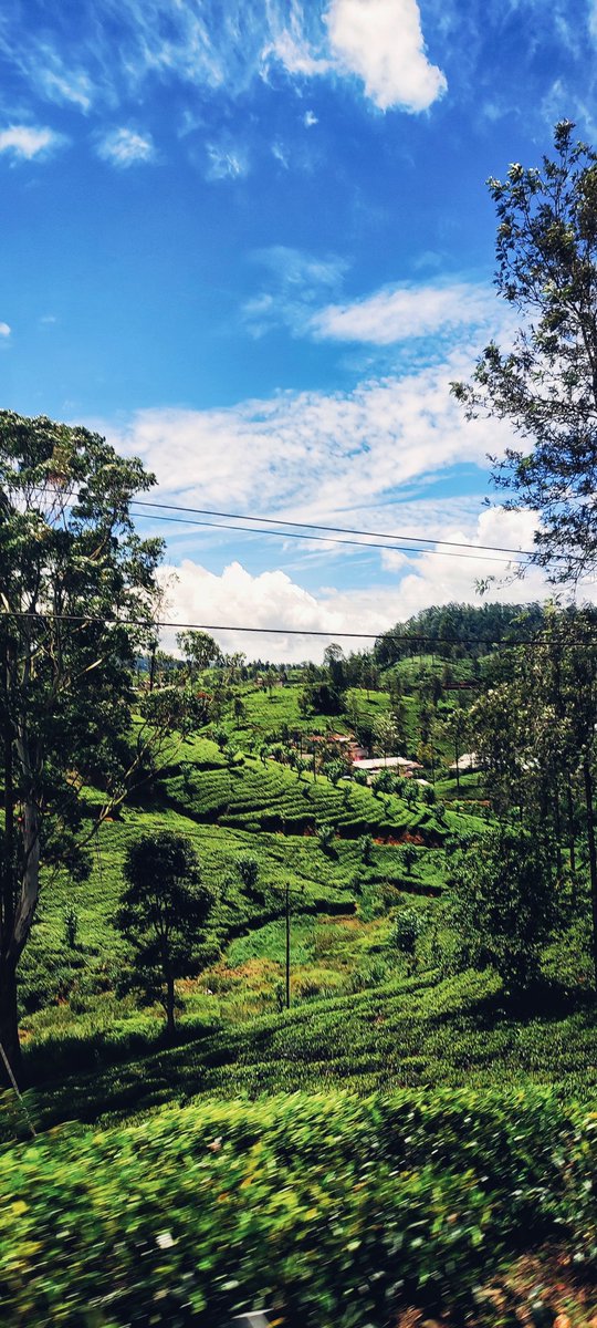 Capturing moments like this is priceless , I can still smell the fragrance of fresh tea leaves🌿
.
.
.
✈️Pedro Tea Estate, Nuwara Eliya , #SriLanka 🇱🇰
.
.
.
.
.
 #traveldiary  #travelphoto  #traveltheworld #globetrotter #travelvlogger #backpacking   #travelpics #travelblogger