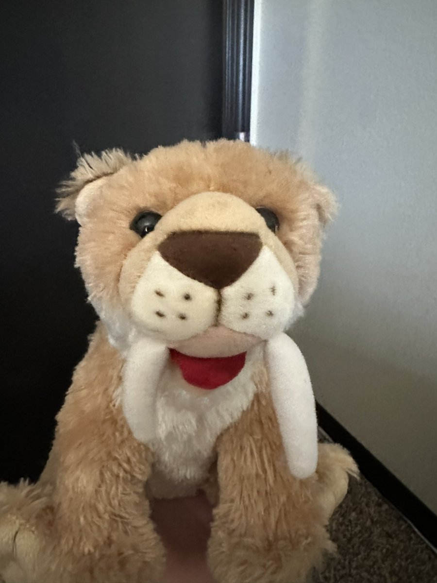 @ashoftheyear ANYTHING PALEONTOLOGY RELATED ESPECIALLY SABER-TOOTHED CATS!
Also meet Nordy my stuffed sabertooth I got at a museum a while ago :) I just couldn’t resist him because there’s rarely any plushies of this animal and they’re my favorite alongside deer!