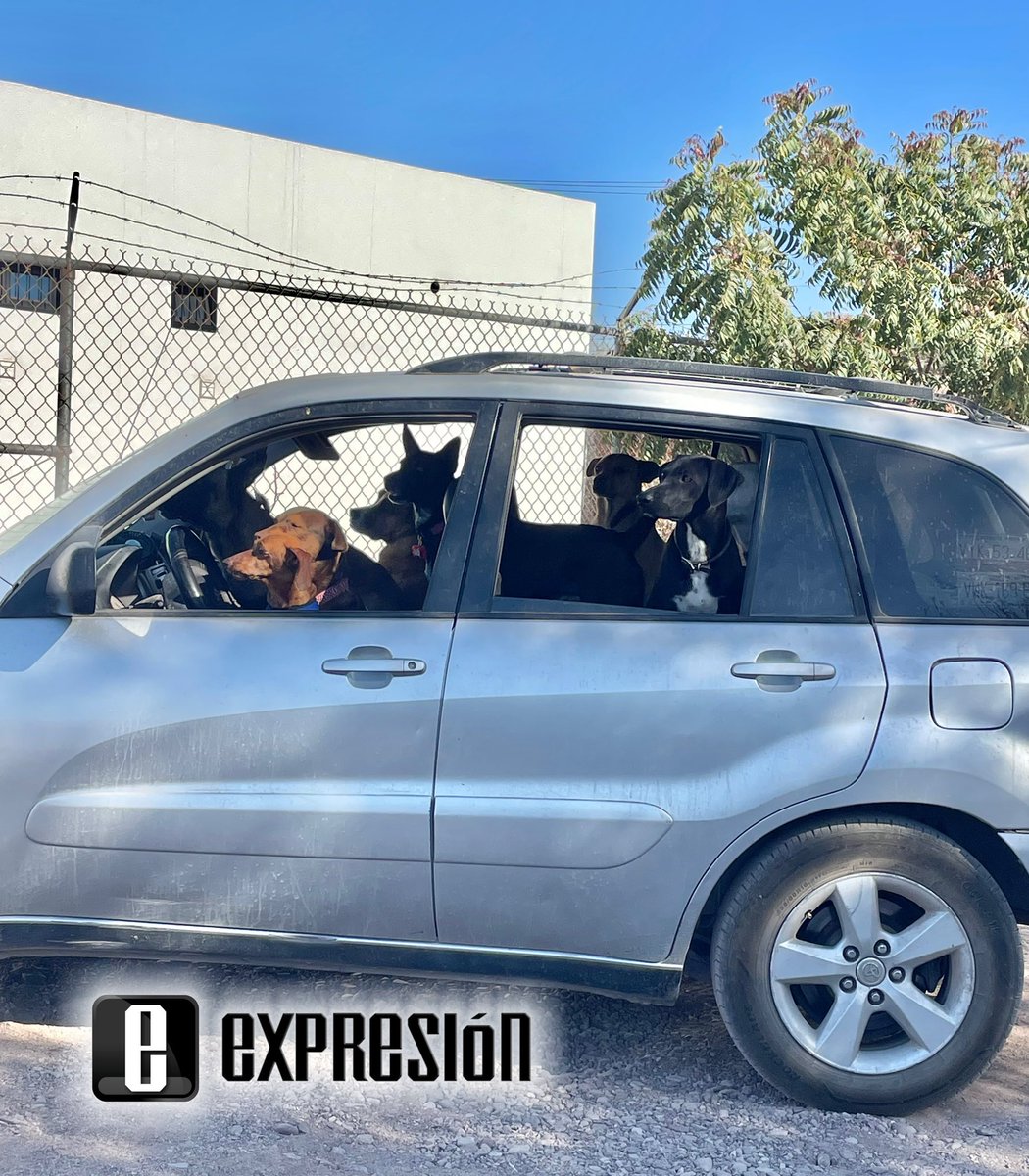 Gran labor la que realiza la organización SBPA en San Carlos al esterilizar de manera gratuita a perros y gatos.

Hoy hay esterilización y esperan  esterilizar a cientos de mascotas. 

Excelente!