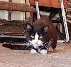 12.05.24 Trouvé chat noir/blanc à Serviès (rte des Fontaines). Tél : 07 83 46 37 87 ou laurettedalmoro1703@gmail.com #Tarn