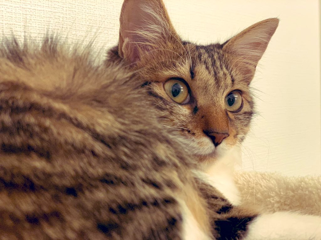 アッチ🐈🐾
 #自分の名前を反対の意味にしてみよう