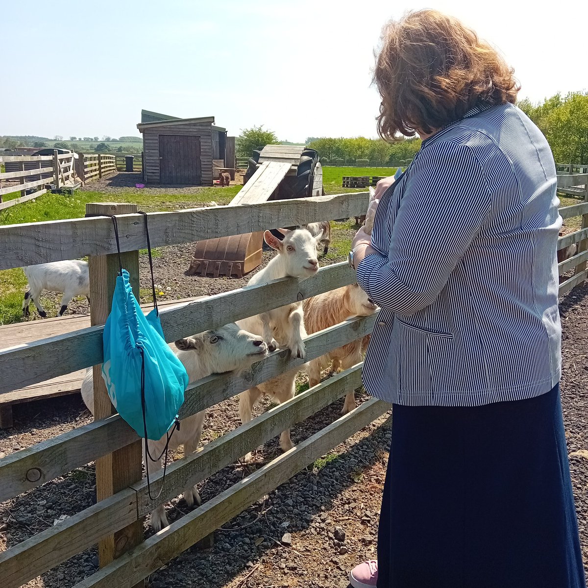 The goats at Northumberland Woodland Burials & Crematorium love a treat of raw pasta. Feeding the goats provides some gentle relief and distraction for children after attending a funeral. What a wonderful idea. @DyingMatters #DMAW2024 @CoopFuneralcare @coopuk