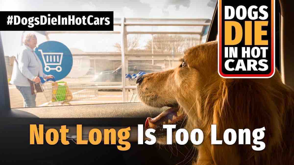 Did you know that when it’s 22°C outside, a car could reach 47°C inside within an hour?

Find out what to do if you see a dog in a car this summer: bit.ly/3wRcfT8 

via @rspca_official
