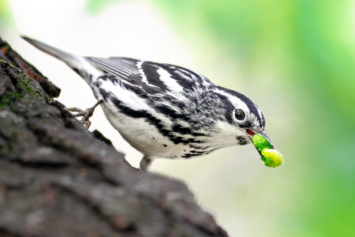 Hope you had as happy a World Migratory Bird Day yesterday as this black and white warbler did with his huge catch! (Evodia Feeders, Central Park, New York) #birds #birding #nature #wildlife #birdcpp
