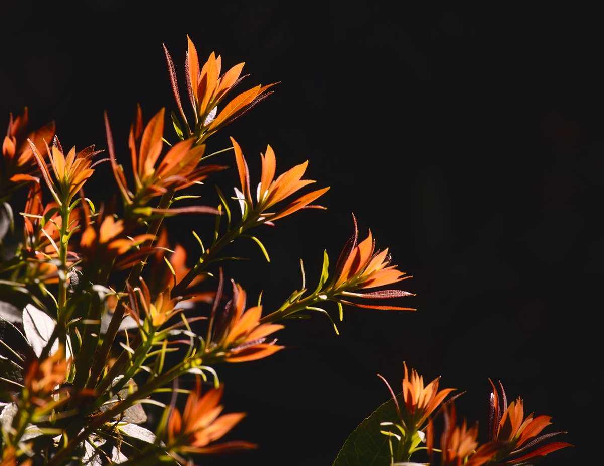 Hi Gang! Today's challenge is #BackLighting in #photography. Share a capture of anything in which sunlight illuminates your subject from the back. Examples below. 📸Remember - focus, exposure and composition still important😊