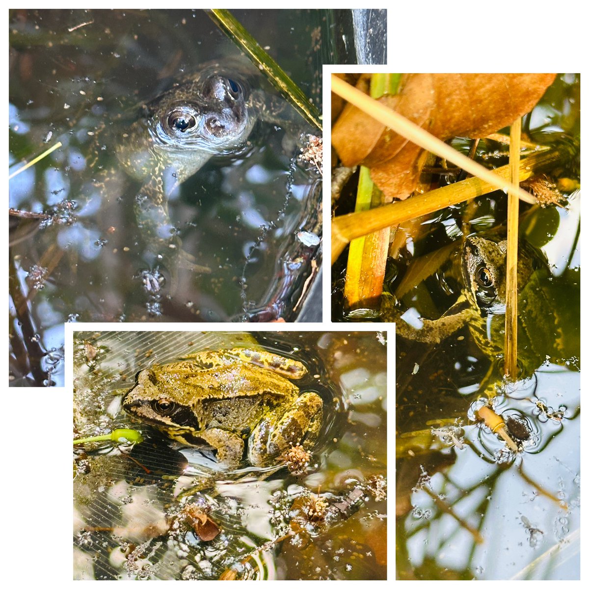 Three frogs taking a dip in the pond. Not sure if it was to cool down or to avoid one of the 🐈 😎. Favourite cat pastime is to sniff out the frogs 🐸 from their rockery home and watch them leapfrog into the pond! 😉 That’s where they will stay ‘til they can return home🌚