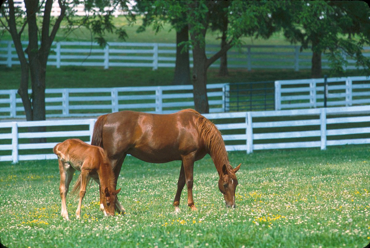 Appreciate the woman who raised you.💙 This #MothersDay, surprise your mom with a #TravelKY adventure she'd love! Plan here: bit.ly/2JgUOXg 📍 @KyHorsePark (@VisitLEX)