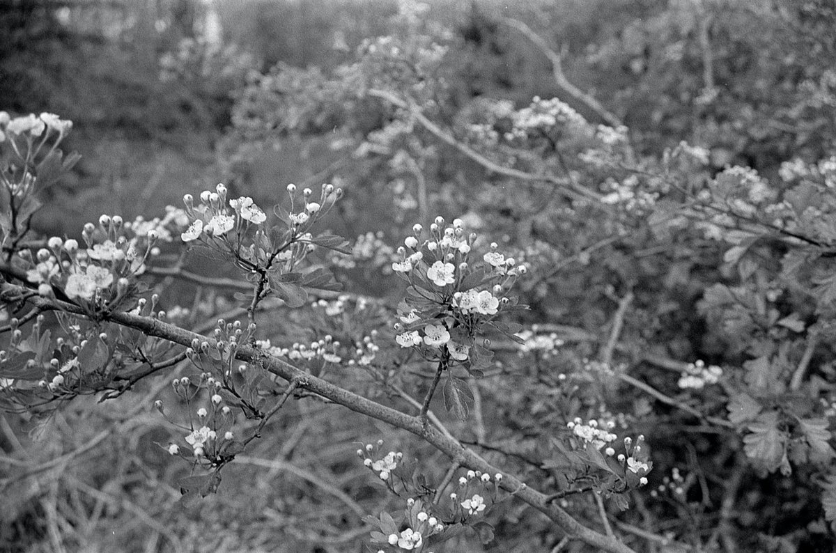 Hawthorne Blossom Kentmere 400 Olympus OM101 #believeinfilm #filmisnotdead #shootfilmbenice #filmphotography #photography #frugalfilmproject