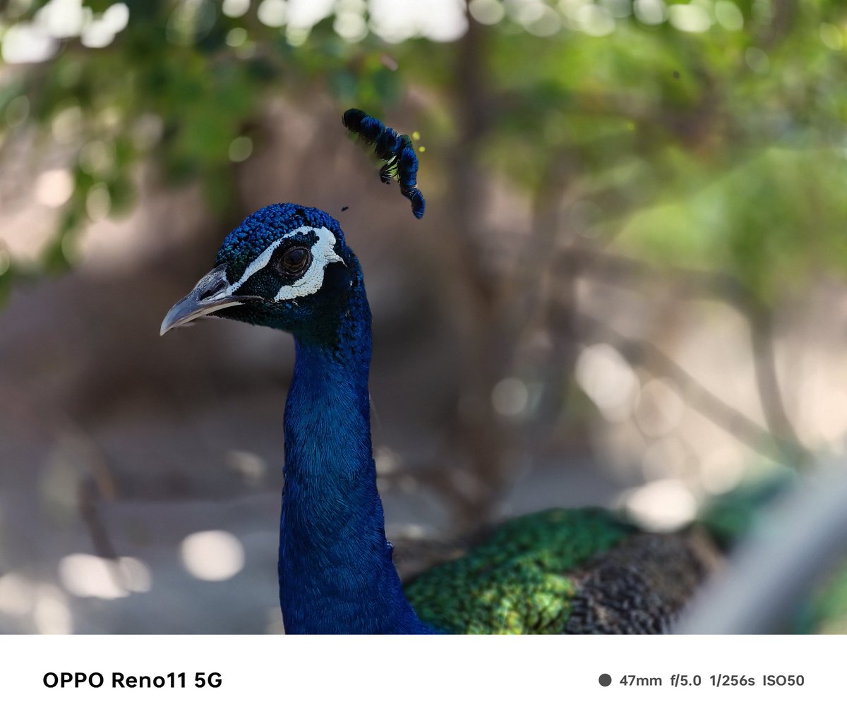 Stiflingtwo4's tweet image. Beauty of Nature lies in the peacock 🦚 #photography #peacock #nature #wildlife #opporeno11series5G #oppo #opporeno11 #oppo @oppo @oppopakistan
