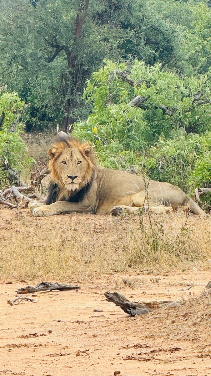 1:20pm
2 Lion stationary
'Male lions.'
S52, 2km N of Red Rocks
Near Shingwedzi
5/5
Tinged by Craig