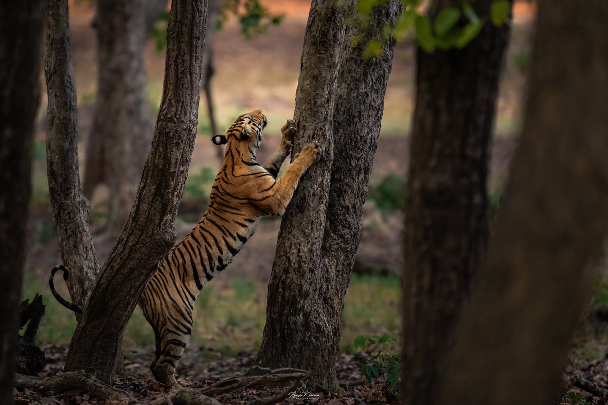 Soar High! 

A female cub clicked at Kanha Tiger Reserve, Madhya Pradesh. 

#tigers 

@MPTourism