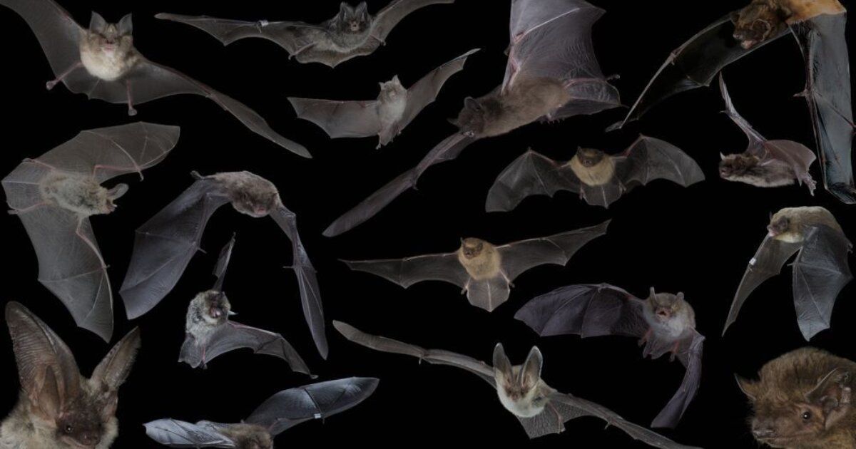 We are lucky enough to have 18 species of bat in the UK, 17 of which are known to be breeding here - that's almost a quarter of our mammal species. Find out more about them here: buff.ly/2MtbJZs