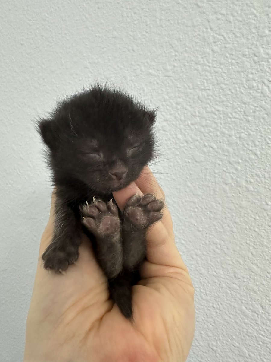 NilsCodes's tweet image. Hai, what’s my name?
